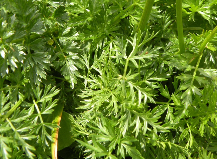 Ligusticum... e poi?